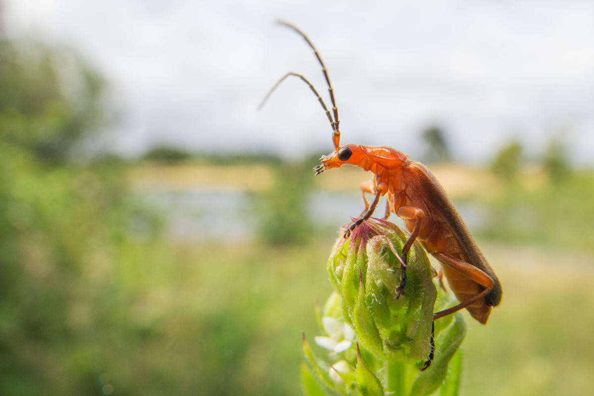 Red Soldier Beetle 2
